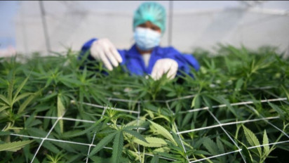 IDI Sebut Penggunaan Ganja Medis Perlu Kajian Mandalam