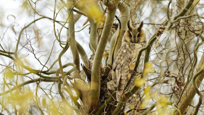 8 Pohon Ini Dipercaya Punya Keunikan