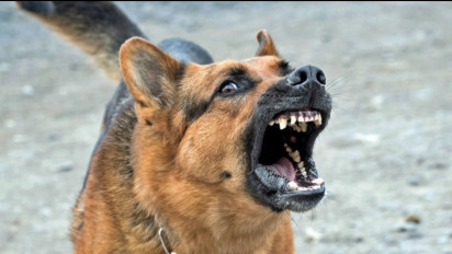 Suami Istri Ini Paginya Baru Adopsi Anjing, Malamnya Anjing itu Malah Dimakan Habis Tak Tersisa, Tulang Anjing Sampai Digerogoti