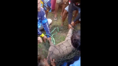 Heboh Teror Babi Hutan Ngamuk di Ciamis, Tabrak Motor Lalu Acak Warung