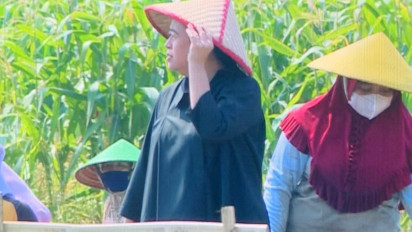 Berkunjung ke Brebes, Ketua DPR RI Puan Maharani Menanam Bawang Sambil Mendengar Keluh Kesah Petani.