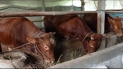 Jelang Idul Adha, Peternak di Blitar Mengeluh Gegara Harga Sapi Turun Akibat Wabah PMK