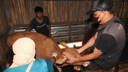 Tekan PMK Meluas, Vaksinasi Tahap Pertama untuk Ternak Sapi di Lumajang Dikebut
