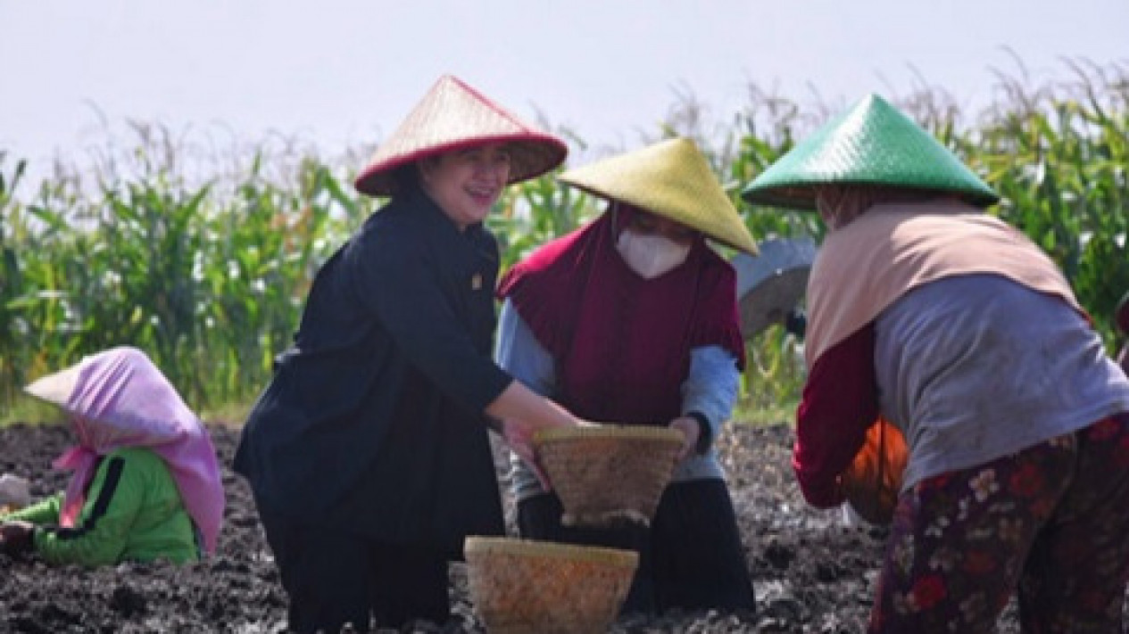 Petani Brebes Keluhkan Mahalnya Harga Pupuk, Puan: Saya Akan Carikan Solusinya
            - galeri foto