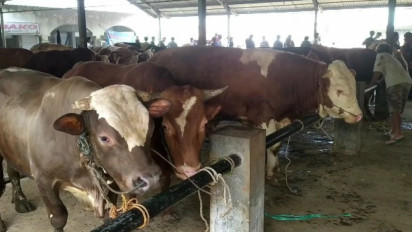 Meski Harga Tinggi, Sapi Jumbo Jenis Simental Jadi Buruan Warga Jelang Idul Adha