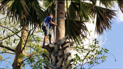 Libur Sekolah, Siswa SD di Sikka Panjat 13 Pohon Lontar demi Bantu Sang Kakek