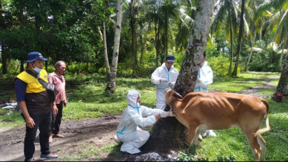 Kasus PMK di Tapanuli Tengah Melonjak, 3 Kecamatan Lockdown