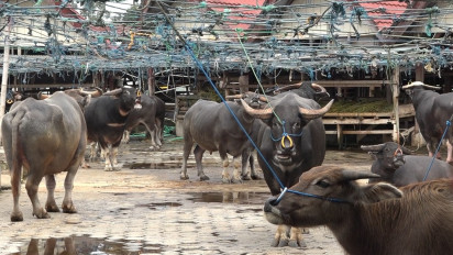 Pasar Hewan Terbesar Indonesia Timur di Bolu, Toraja Utara Tutup, Pasca 7 Kerbau Ditemukan Terindikasi PMK