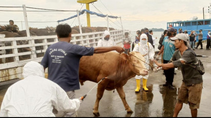 Batam Zona Merah Penyakit PMK, 15 Sapi Kurban Positif PMK