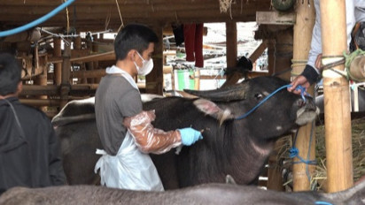 Dinas Pertanian Toraja Utara Suntik Vitamin Ratusan Kerbau di Pasar Bolu