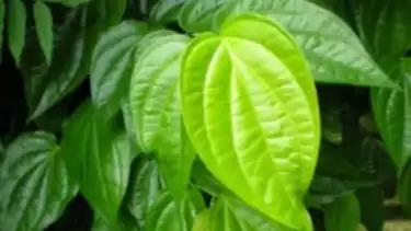 Ilustrasi Daun Sirih