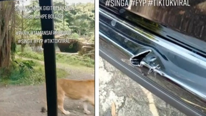 Ngeri! Seekor Singa Menggigit Mobil Pengunjung Taman Safari, Bagian Belakang Alami Kerusakan Sampai Bolong