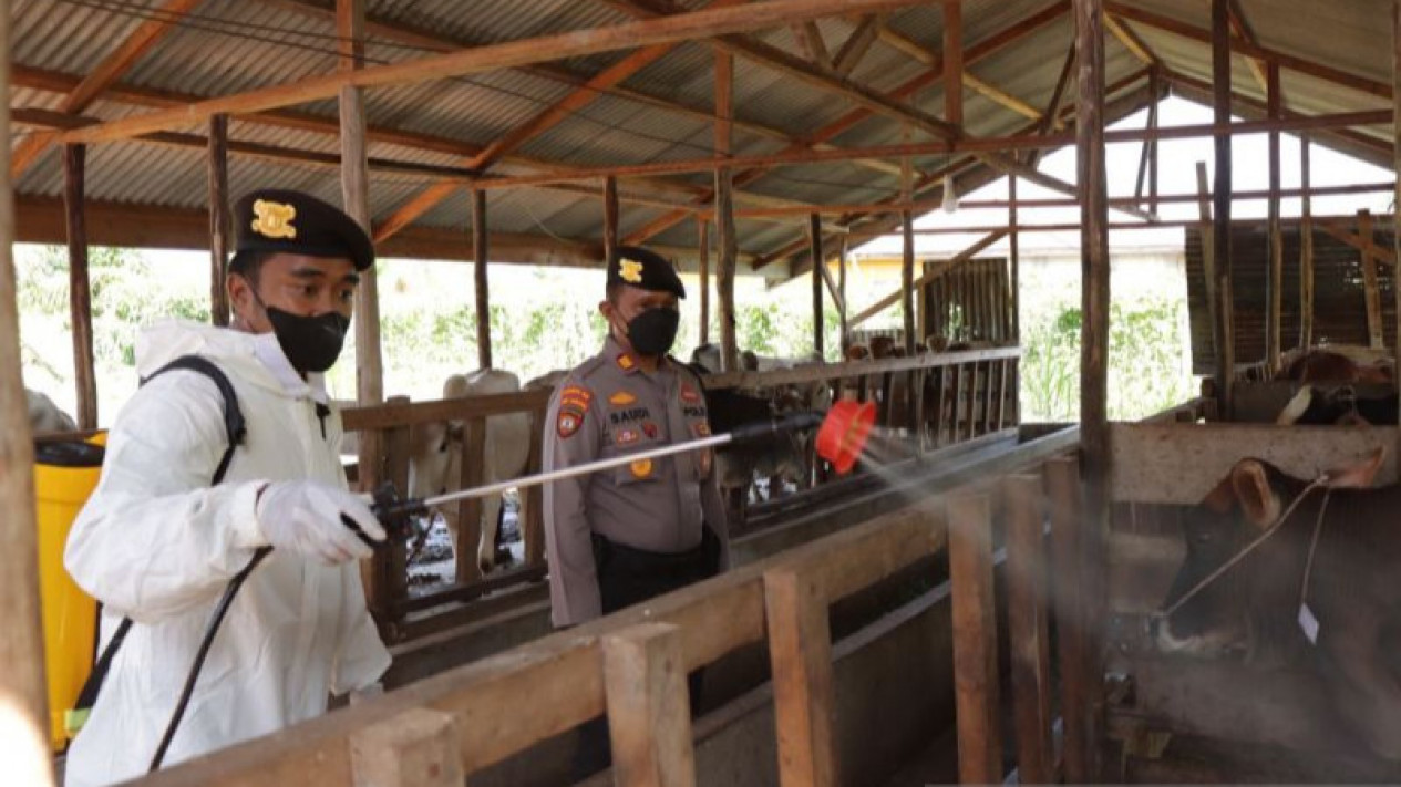 Satgas Penanganan Wabah PMK Minta Masyarakat Berhati-hati Jika Berkontak dengan Hewan Ternak yang Terinfeksi
            - galeri foto