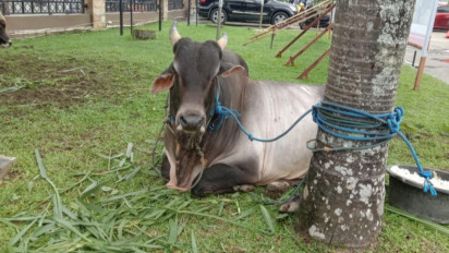 Presiden Jokowi Berkurban Sapi di 34 provinsi
