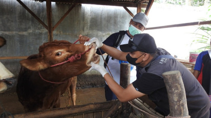 Proses Penyembuhan Ternak Sapi Lambat Pasca Terjangkit PMK, Pemerintah Harus Evaluasi