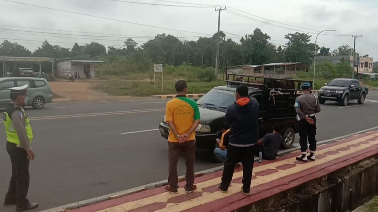 Cegah Penularan PMK, Mobil Pembawa Ternak Dirazia Petugas di Jalan Lintas Sumatera
            - galeri foto