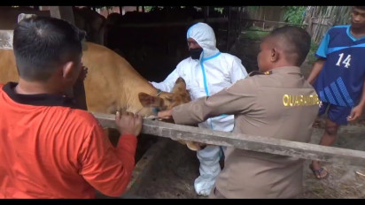 31 Ekor Sapi yang Terjangkit PMK di Kotim Dipotong Paksa, Kotim Membentuk Satgas PMK