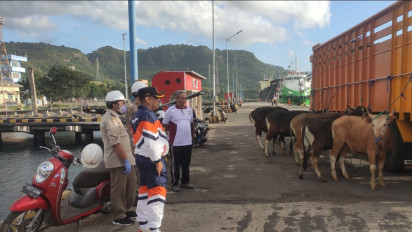 Jelang Idul Adha, Polresta Banyuwangi Perketat Pengawasan Hewan Ternak di Pelabuhan Ketapang