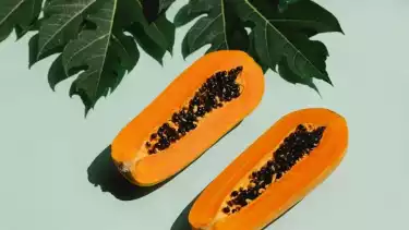 Ilustrasi Daun Pepaya