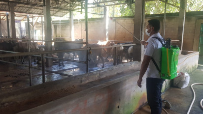 Cegah Penularan PMK, Polres Binjai Semprot Sapi Kurban dengan Disinfektan