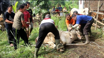 Iduladha 1443 H, MTA Sumut Potong Ratusaan Hewan Kurban