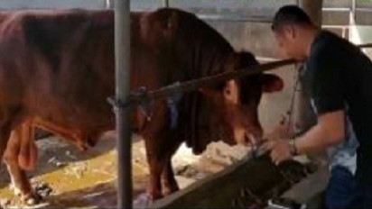 Jokowi Beli Sapi Limosin Berbobot 1 Ton di Binjai untuk Kurban, Peternak Tak Menyangka Hingga Sujud Syukur