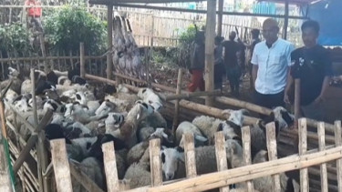 Meski PMK Belum Mereda, Satu Kampung di Garut Mampu Kurban 850 Ekor Domba