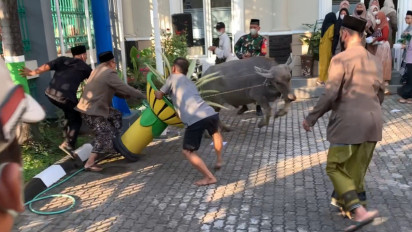 Bikin Panik, Seekor Kerbau Kurban Mengamuk di Masjid Agung Kudus