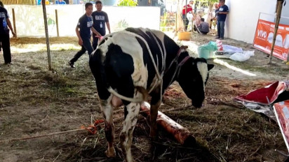 Seekor Sapi Kurban di Soreang Ngamuk Saat Hendak  Disembelih