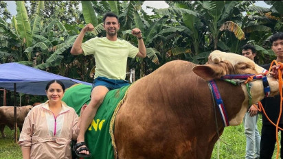 Cerita Sapi Limosin Milik Raffi Ahmad dan Nagita Slavina, Diberi Nama Ontoseno, Disembelih di Kampung Asistennya