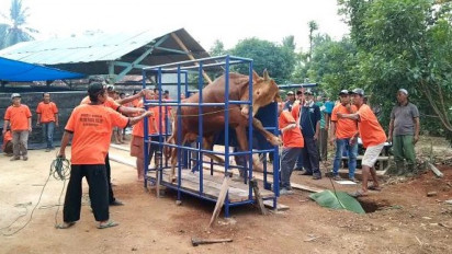 Sapi Ngamuk Gara-gara Pakai Alat Perebah, Panitia Kuwalahan