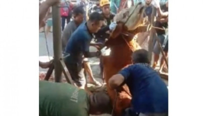 Masuk Lubang Sedalam 2 Meter Saat akan Disembelih, Sapi Kurban  Dievakuasi dengan Crane