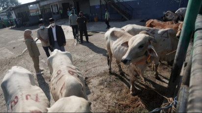 Anies Beri Jaminan Hewan Kurban yang Disembeli di RPH Dharma Jaya Sehat