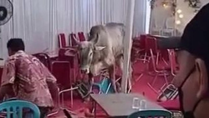 Momen Sapi Kurban Ngamuk 2022, Netizen: Malah Mirip Adu Banteng Matador di Spanyol
