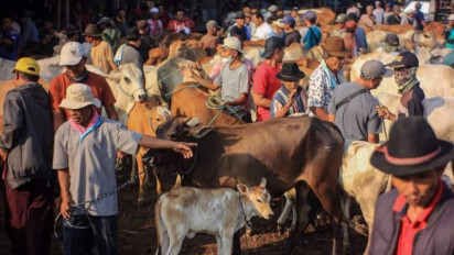 Lima Ekor Sapi & 1 Ekor Kambing Tak Kunjung Datang, Mushala di Bukittinggi Gagal Kurban