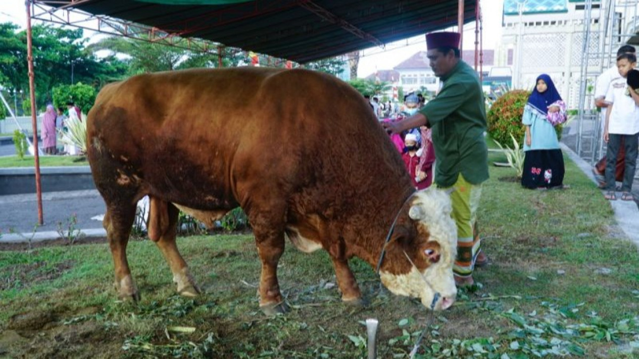 Sapi Kurban Seberat Satu Ton dari Presiden Joko Widodo Disalurkan ke Lombok Timur
            - galeri foto