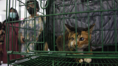 Ini Dia Aplikasi Untuk Adopsi Kucing dan Anjing