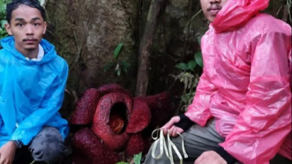 Menakjubkan! Dua Bunga Rafflesia Arnoldii Mekar Sempurna di Agam
