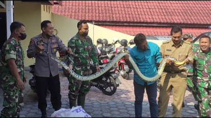 Polisi Serahkan Ular Sanca yang Melilit Warga Hingga Tewas ke Pemadam Kebakaran