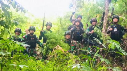 TNI Temukan Ladang Ganja Siap Panen Seluas 5 Hektare di Perbatasan Indonesia-Papua Nugini