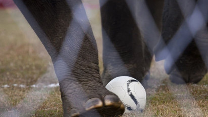 Apa yang Dimaksud dengan Praktek Sepakbola Gajah?