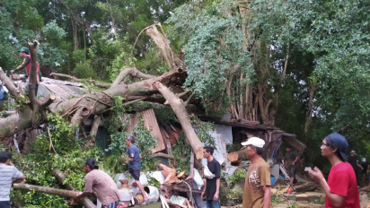Hujan Deras dan Angin Kencang, Pohon Beringin Besar di Petilasan "Mbah Beji" Ambruk