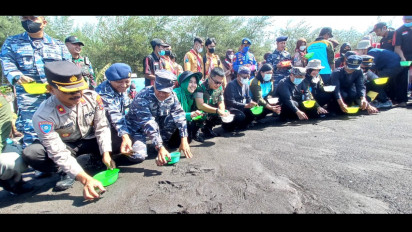 Rawan Punah, 70 Ekor Tukik Dilepas di Pantai Cemara Banyuwangi