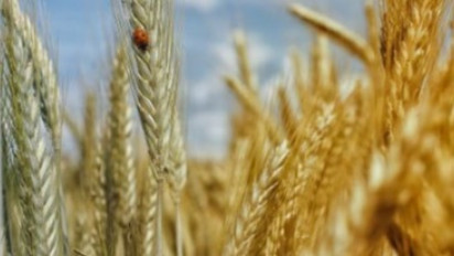 Kabar Baik, Ukraina Kembali Membuka Eskpor Gandum Dunia Minggu Depan