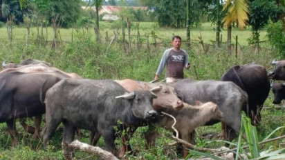 1.047 Kerbau dan Sapi di Nagan Raya Aceh Sembuh Dari PMK