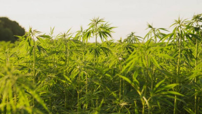 Bupati Gayo Lues Sediakan Lahan 200 Hektar untuk Ganja, Amru: Apabila Sudah Ada Regulasinya