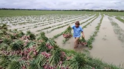 Banjir Rendam Puluhan Hektare Tanaman Bawang Merah, Petani di Brebes Rugi Milyaran