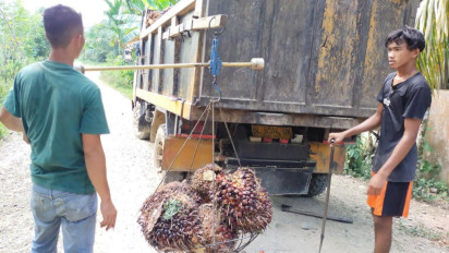 Petani di Aceh Tamiang Tak Mau Panen. Agen Kualahan Kumpulkan Stok Kelapa Sawit untuk Pabrik
