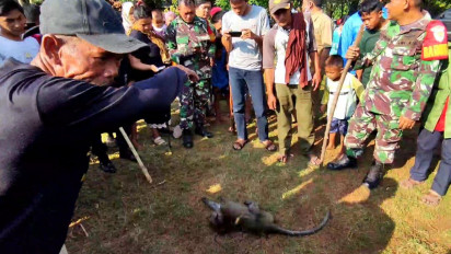 Serang Anak Kecil Hingga Usus Terburai, Warga Buru Monyet Liar yang Masuk ke Halaman Rumah