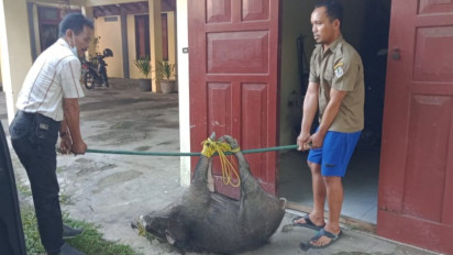 Geger, Babi Hutan Masuk ke Perkampungan Warga Pesisir Banyuwangi